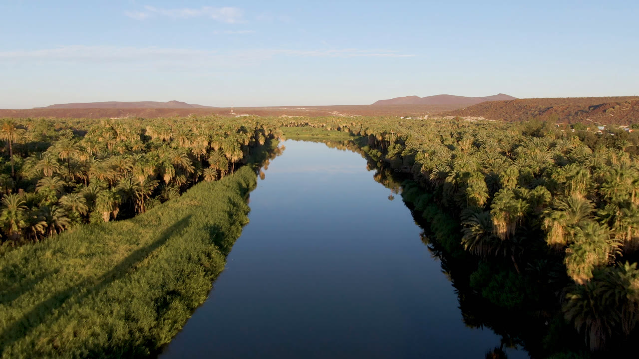 Aerial view of a blue water channel beside dense palms and reeds