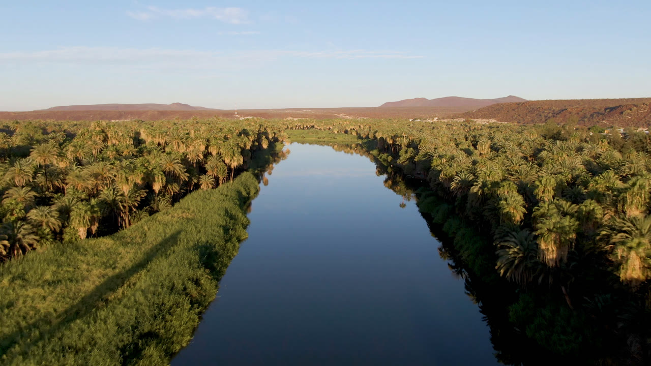 Wide aerial frame in San Ignacio, Baja California Sur, Mexico, with still blue water centered beside a dense palm canopy, reed beds, distant brown hills, and no visible people.