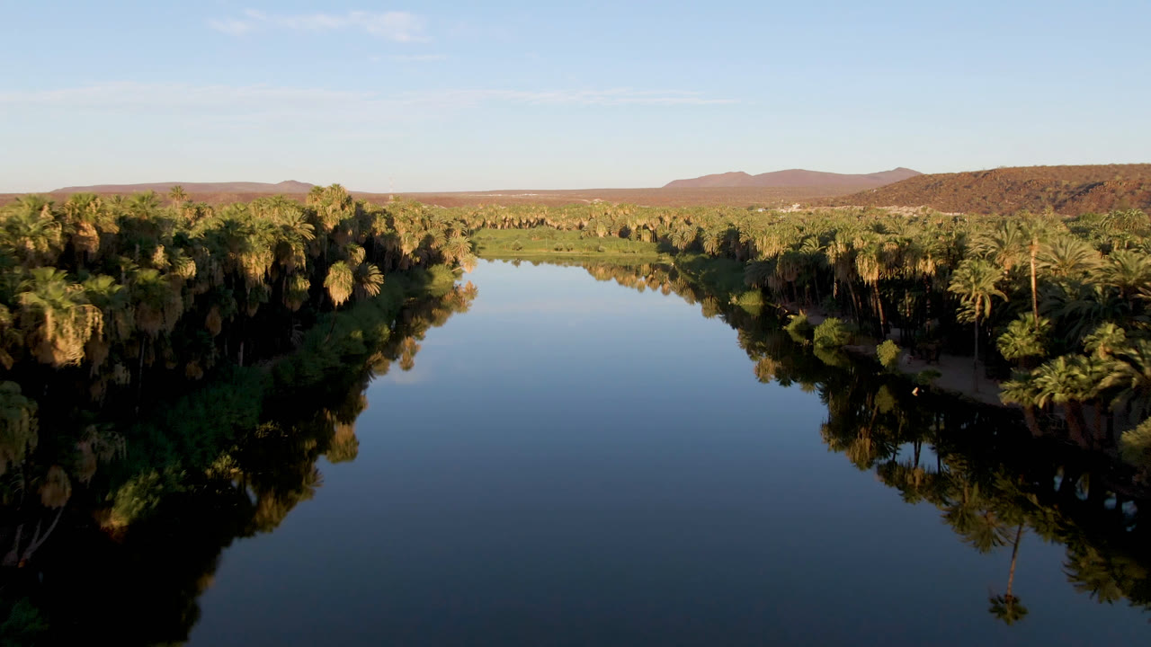 Palm grove beside still water with low hills in the distance.