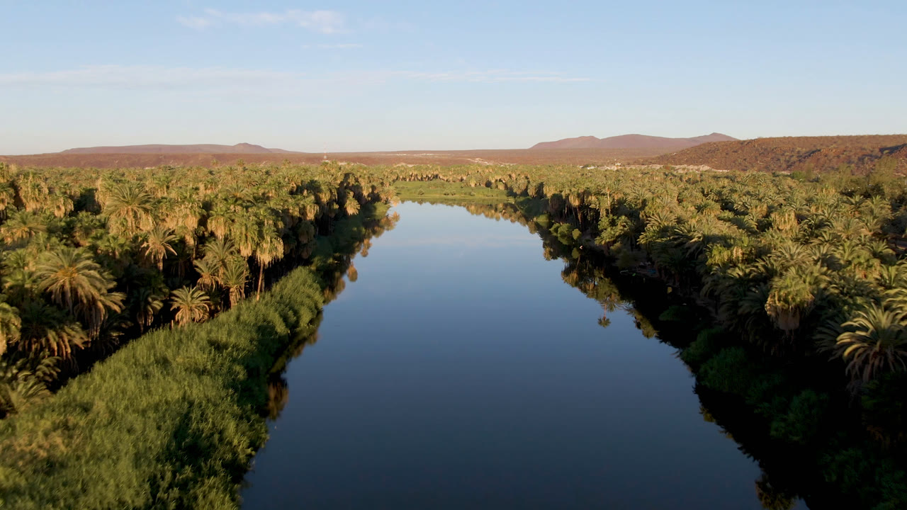 Aerial view of a river bordered by dense palms and reeds.