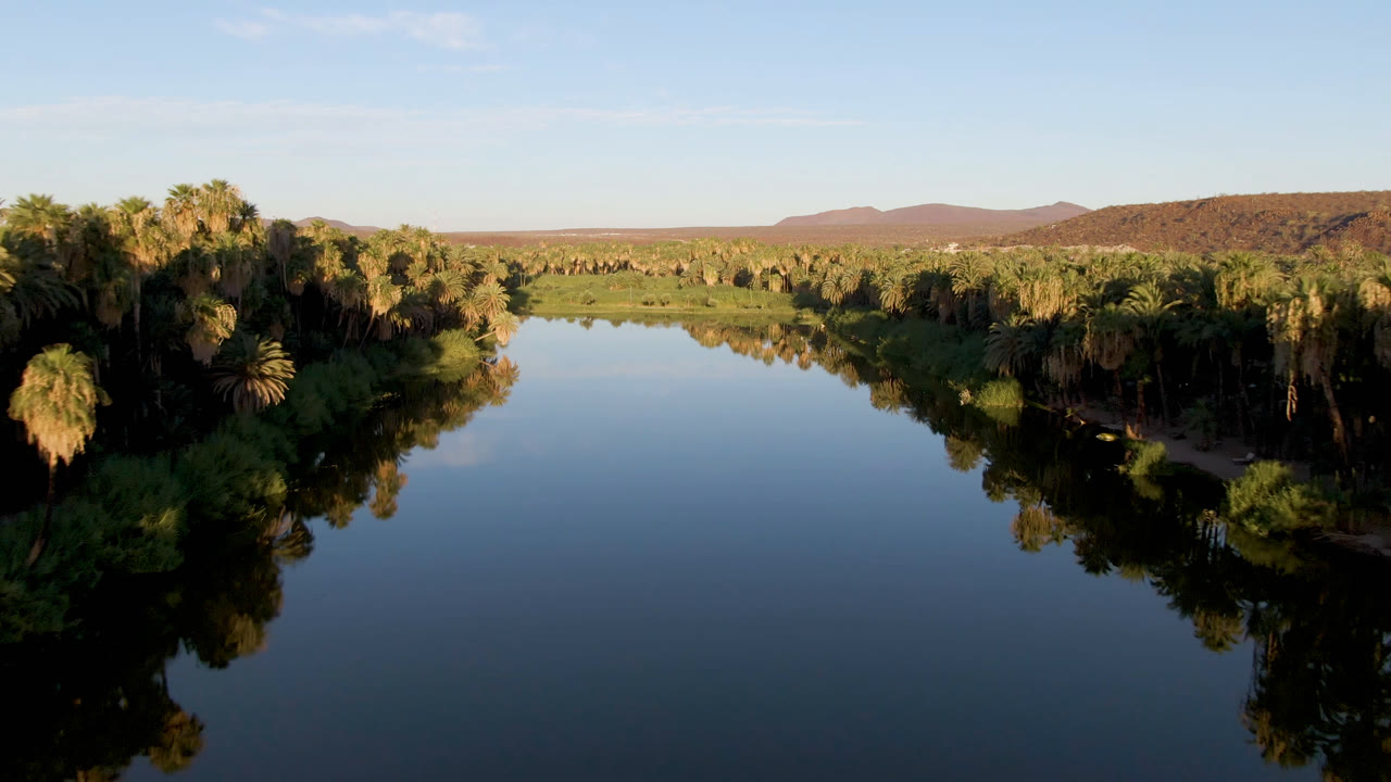 High wide view over still blue water in San Ignacio, Baja California Sur, with dense palms on both banks, a dark reflected shoreline, distant brown hills, and no visible people.
