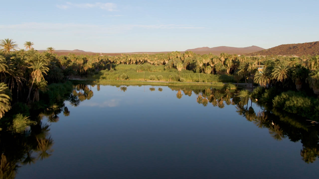 San Ignacio oasis scene with a broad reflective river or lake below, dense palms across the shoreline, brown hills on the horizon, warm side light on the trees, and no visible people.