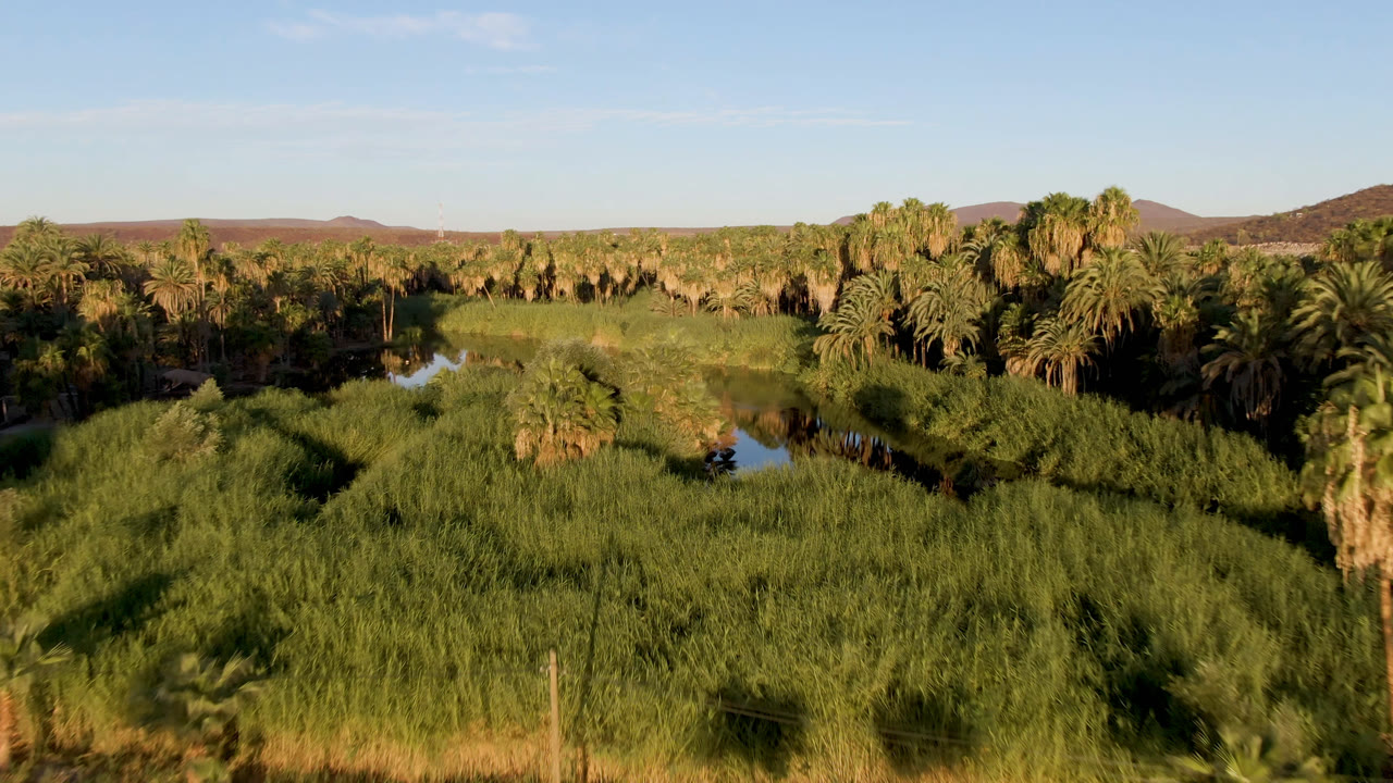 Wide elevated view over San Ignacio, Baja California Sur, with dense palms, green reeds, reflective water channels, distant brown hills, blue sky, and no visible people.