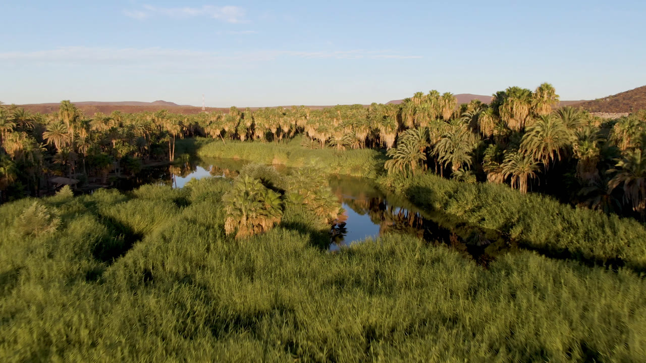 Elevated view across a San Ignacio oasis where a reflective water channel runs between thick reeds, palm clusters, distant hills, clear blue sky, and no visible people.