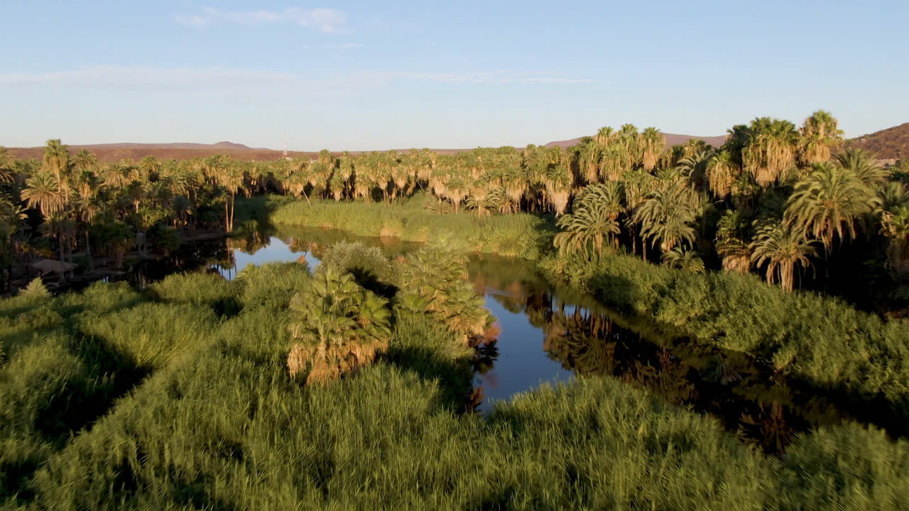 Aerial view of palms, reeds, water, and a low mountain beyond the oasis