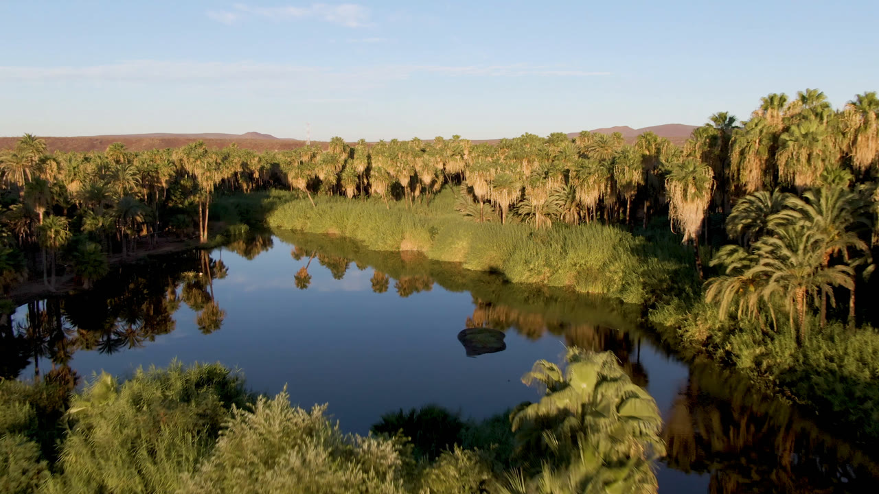 A slightly shifted aerial view in San Ignacio, Baja California Sur, with palm crowns reflected in dark water, thick reed beds along the bank, low hills, and no visible people.