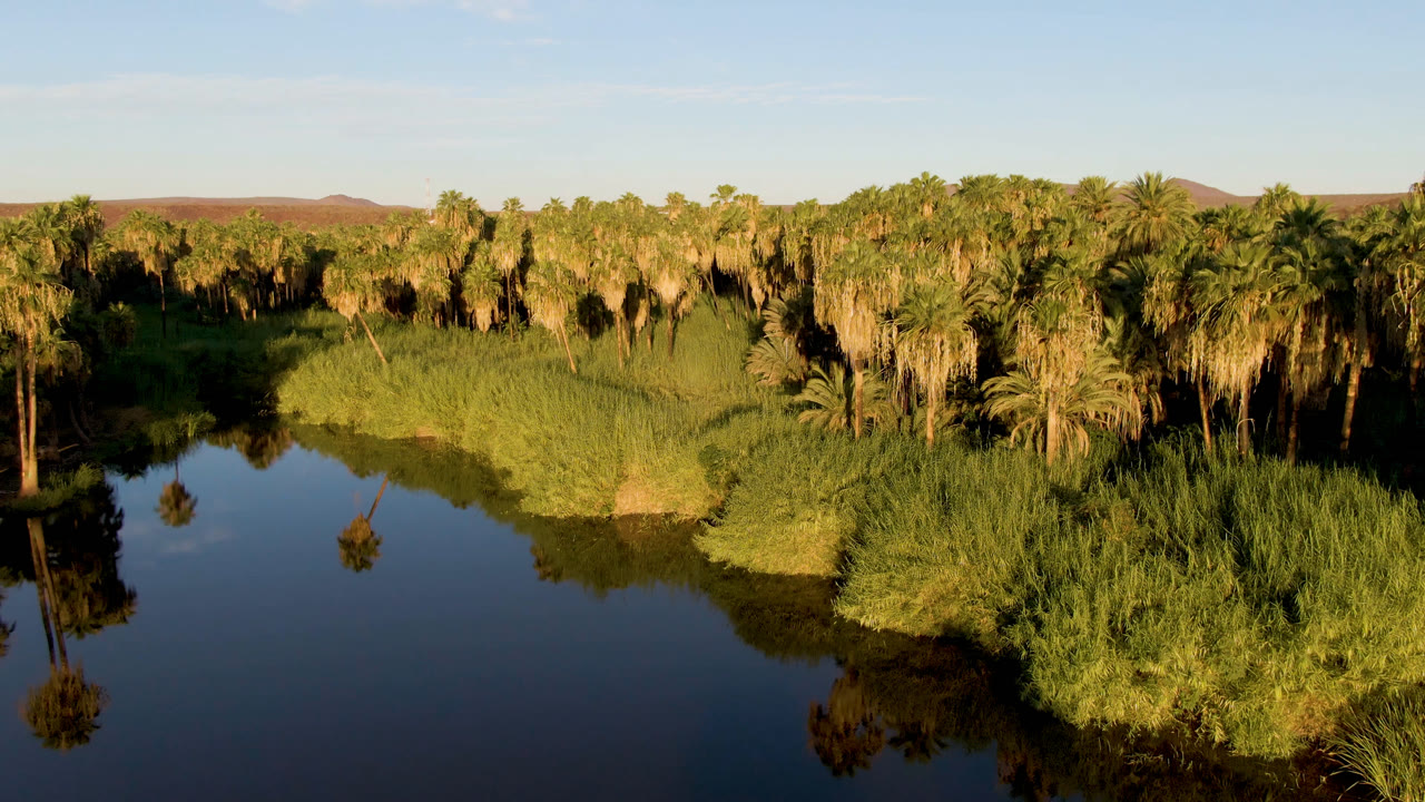 Opening frame over a San Ignacio, Baja California Sur oasis river, with dark reflective water in the foreground, thick palms and reeds on the bank, distant low hills, and no visible people.