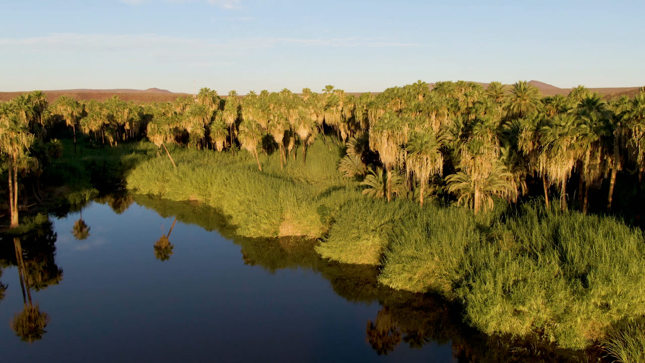 Second frame of the San Ignacio oasis view, showing the broad water surface below dense green reeds and palms, with the dry hillside horizon stretching behind and no visible people.