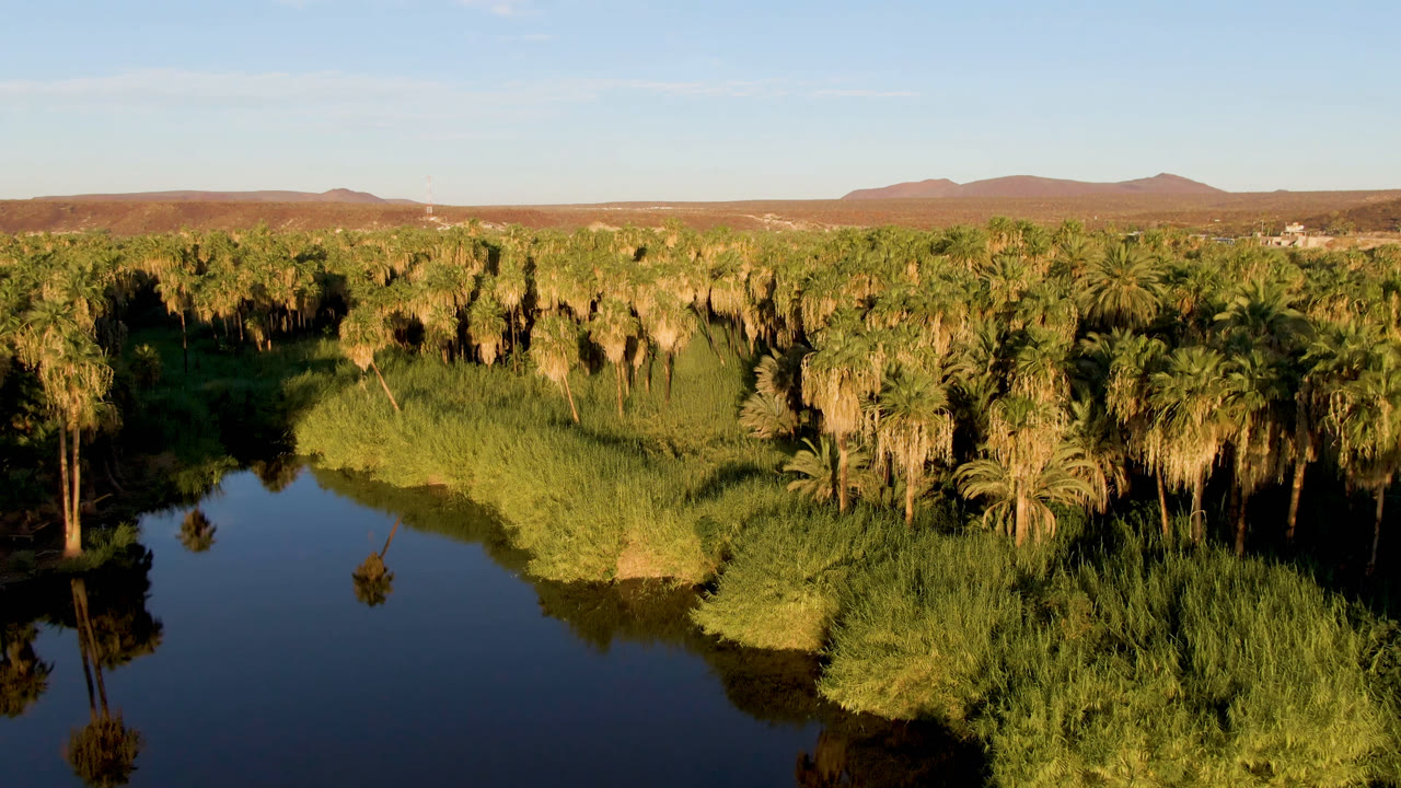 Aerial frame over San Ignacio, Baja California Sur, showing dark river water in the foreground, dense green palms and reeds beyond it, low brown hills on the horizon, and no visible people.