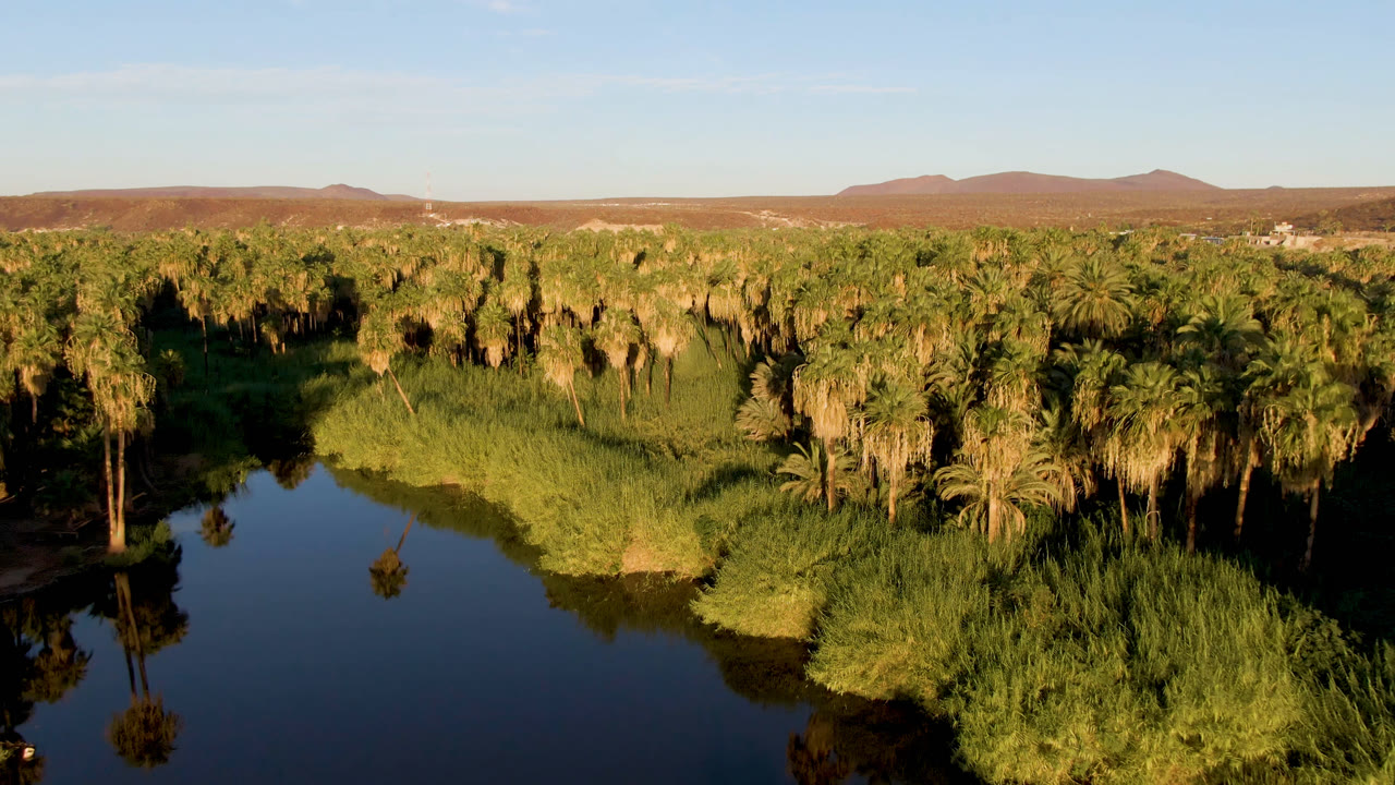 Aerial view in San Ignacio, Baja California Sur, with a river bend below tall palm trees, thick reed growth near the bank, warm sunlight on the canopy, and no visible people.