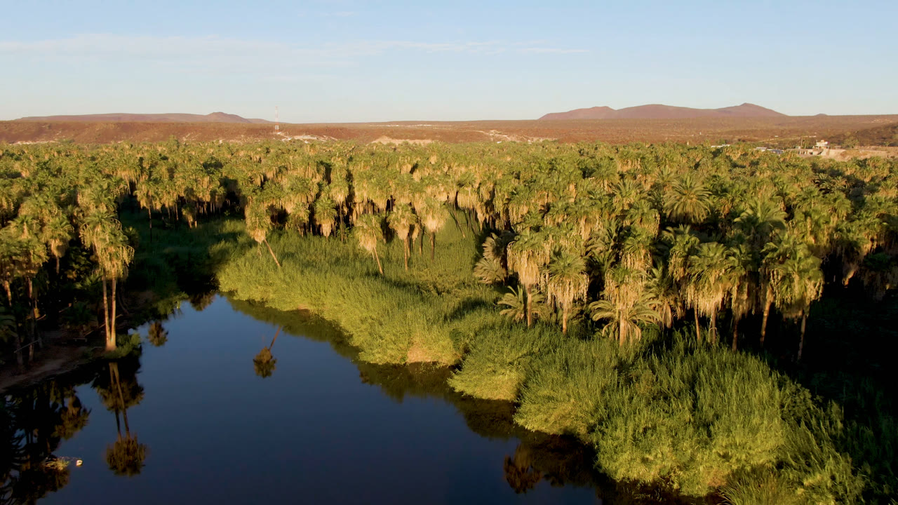 Wide aerial view of palms reflected in dark water with low mountains beyond.