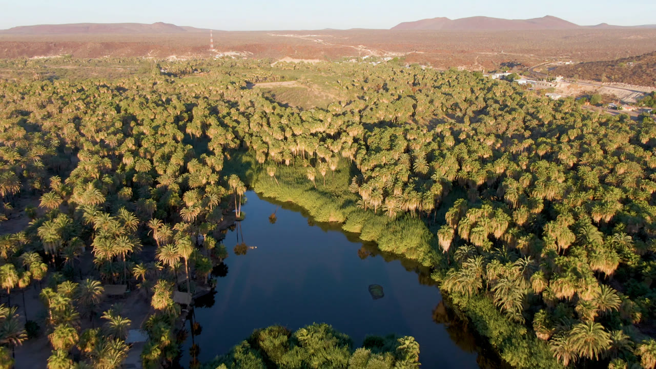 Drone-height view of dense palms, reflective water, and low mountains under warm daylight.