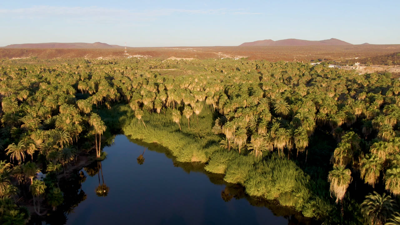 Aerial frame over San Ignacio, Baja California Sur, showing dark river water in the foreground, dense palm trees along the banks, distant low mountains, and no visible people.