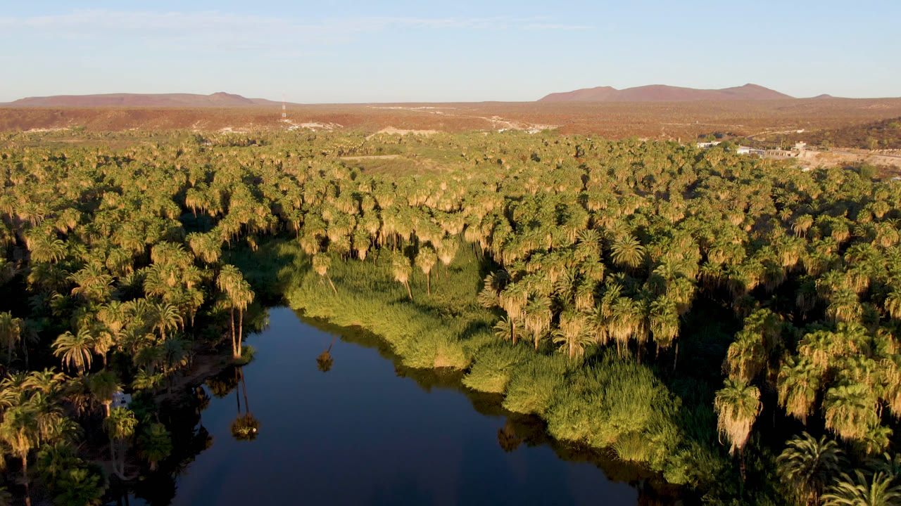 Aerial view in San Ignacio, Baja California Sur, with a wider band of dark water at lower left, thick green palms across the center, arid hills on the horizon, and no visible people.
