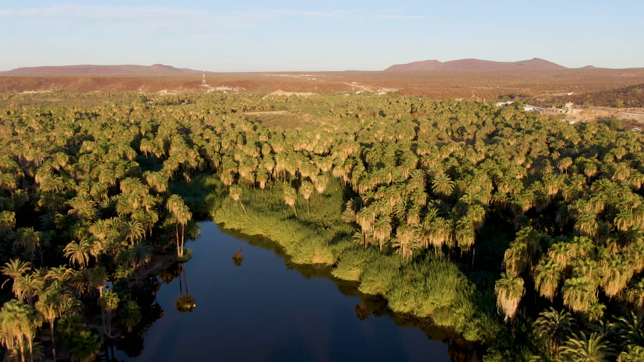 River bend bordered by palms with desert hills under a clear sky.