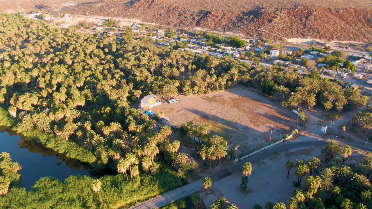 Aerial frame in San Ignacio, Baja California Sur with the palm grove filling the center, dark water along the lower left edge, an open field to the right, town buildings beyond, and no visible people.