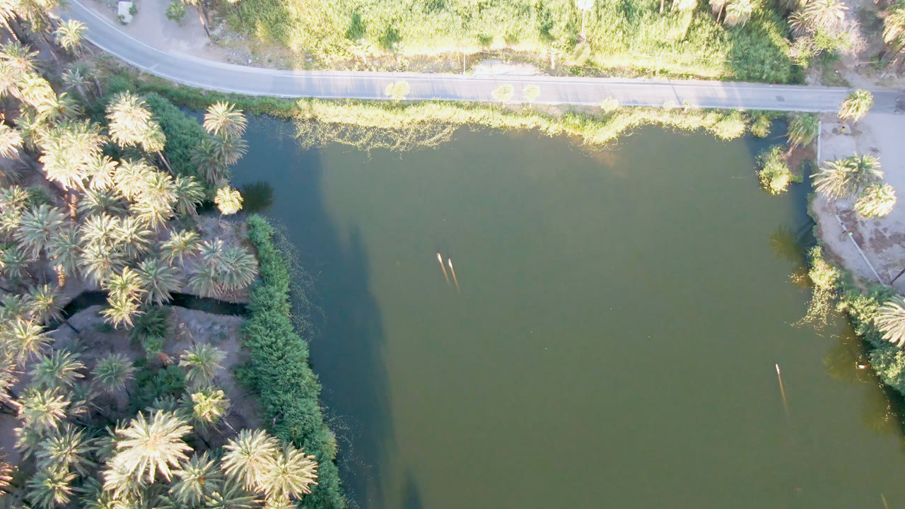 Overhead view in San Ignacio, Baja California Sur, with green river water beside palms, bank vegetation, and a pale road across the top, with no visible people.