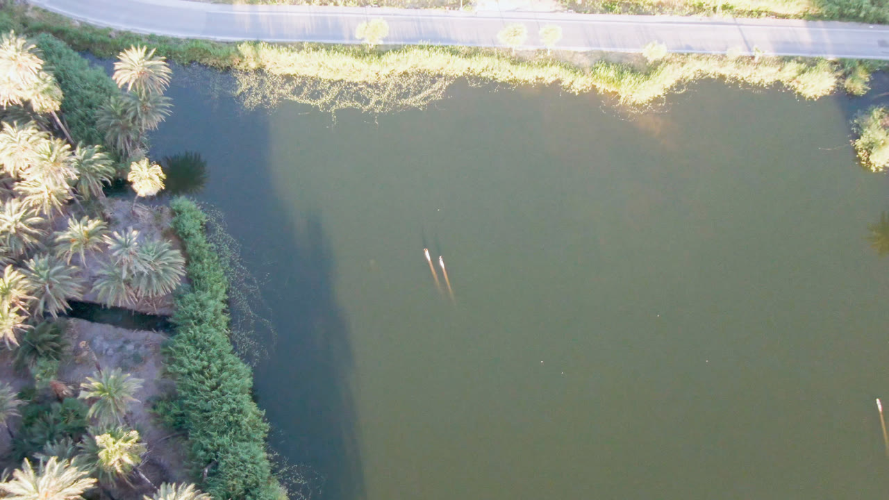 High overhead frame from San Ignacio, Baja California Sur, Mexico, showing green water, a road along the top edge, palms on the left bank, long shadows on the water, and no visible people.