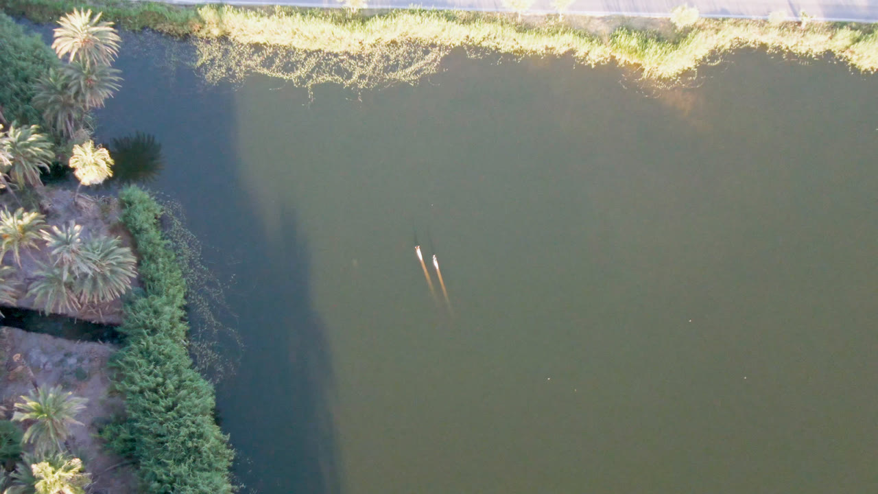 Top-down water view with shoreline palms and road above