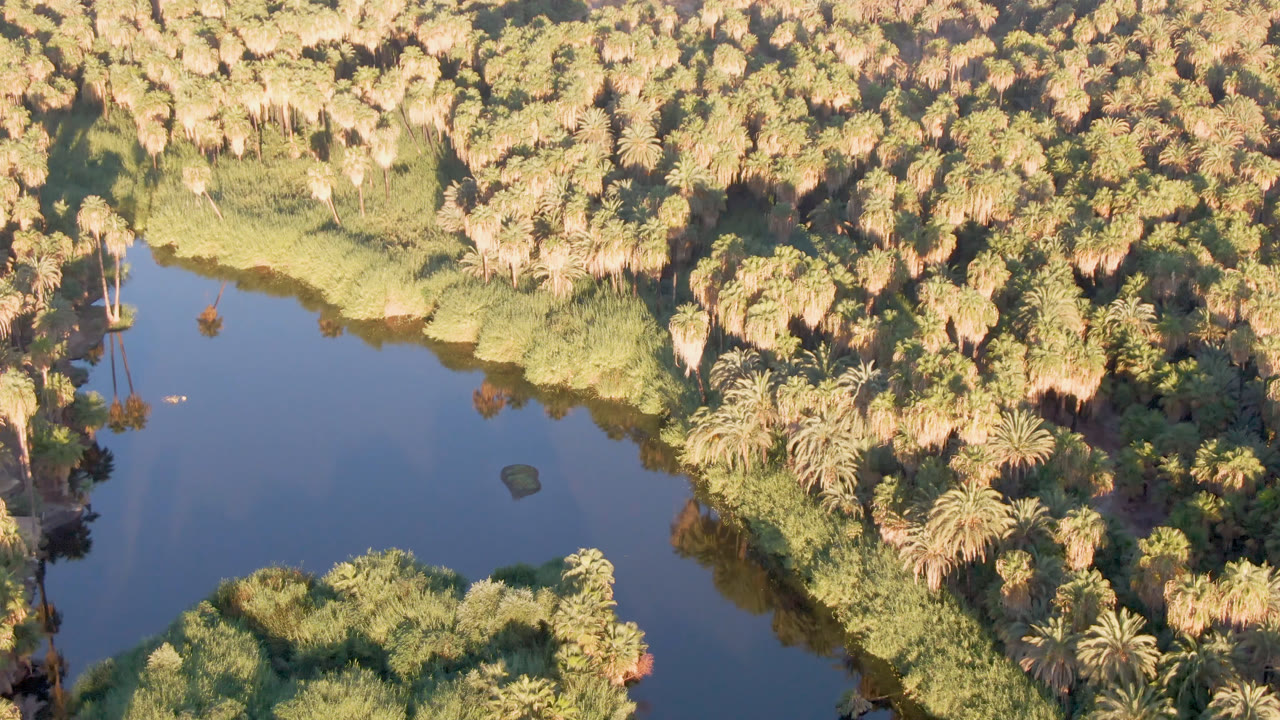 Aerial frame over San Ignacio, Baja California Sur, showing a dark river bend beside dense palm canopy and dry green vegetation, with no visible people.