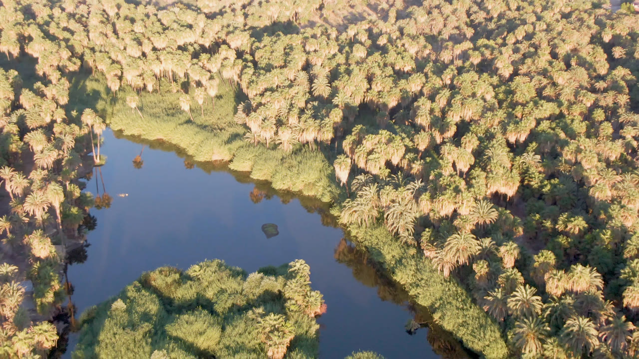 River curve seen from above with palm forest filling the right side of the frame.