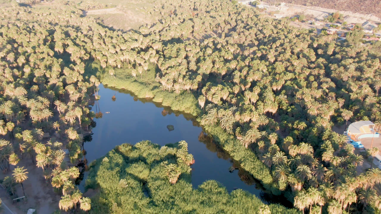 Aerial frame over San Ignacio, Baja California Sur, Mexico showing dark oasis water, dense palms, reeds, a pale road at right, dry hills beyond, and no visible people.