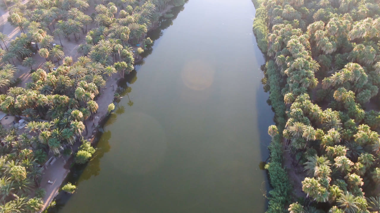 Still water next to dense sunlit palms from above