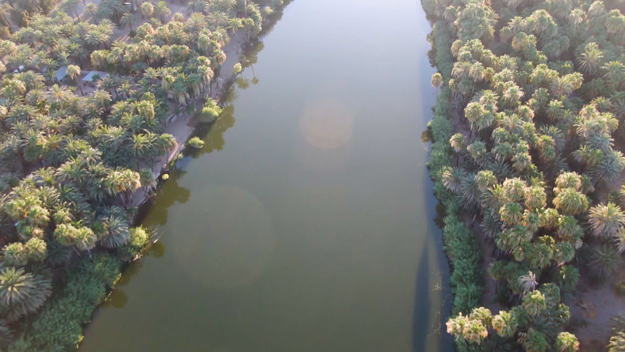 Aerial frame over San Ignacio, Baja California Sur, showing dense palms on a narrow shoreline beside still green-brown water, with no visible people.