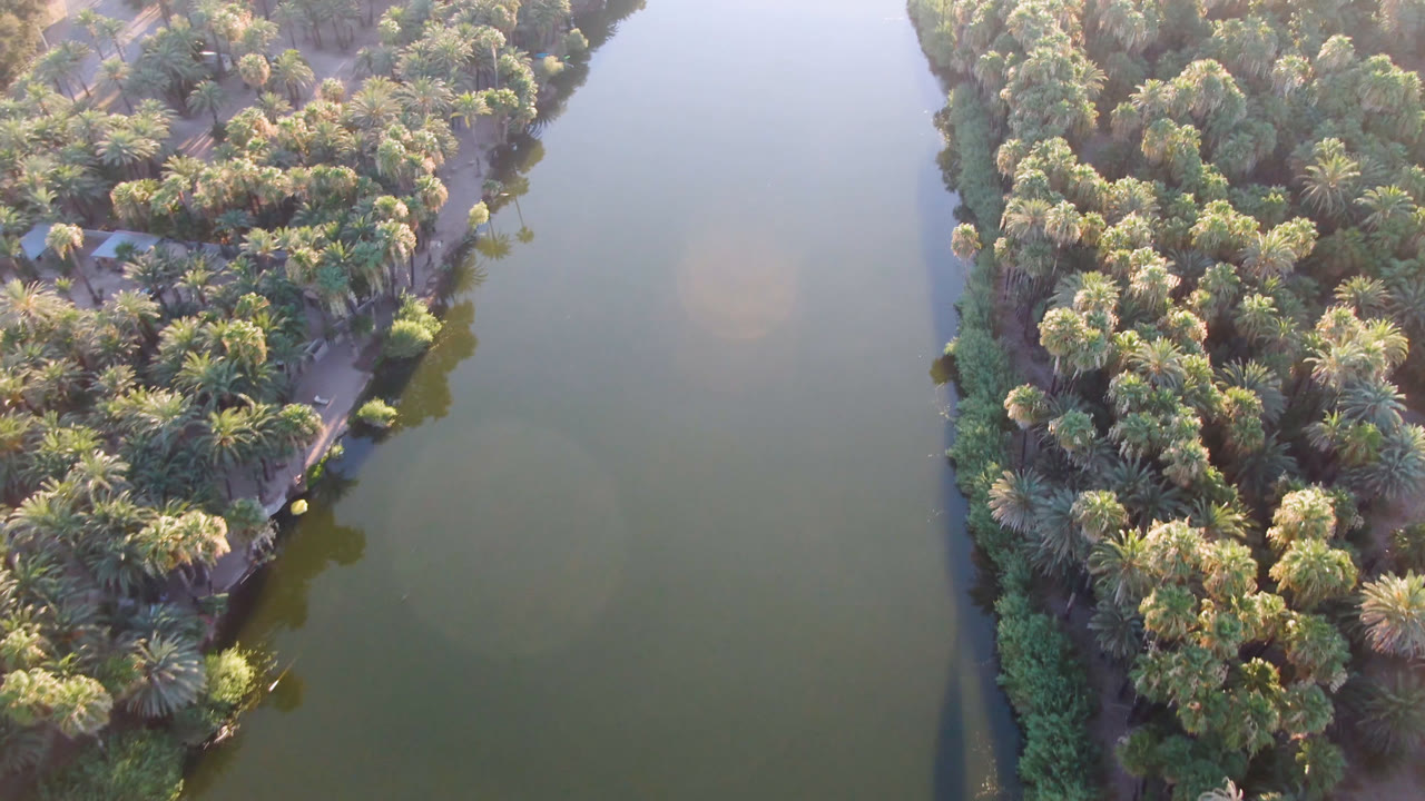 Top-down aerial of palms, road, and river edge