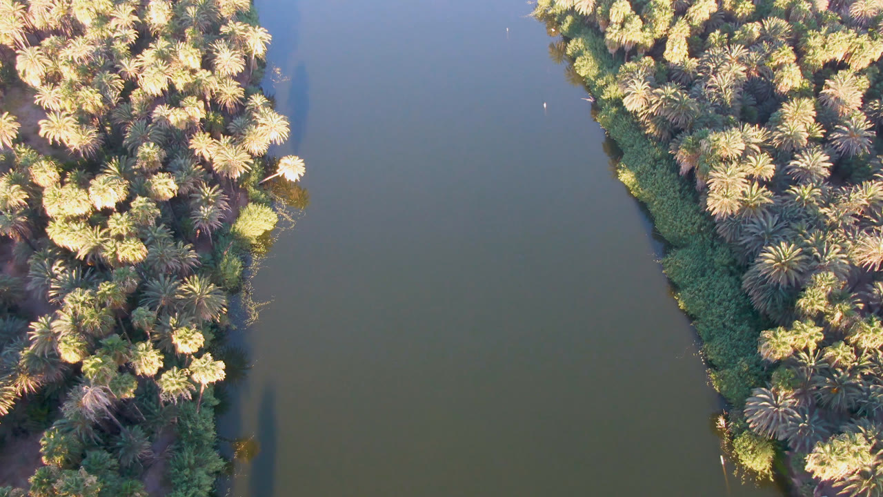 Top-down aerial frame over San Ignacio, Baja California Sur, showing dense palms along green-brown water with no visible people.