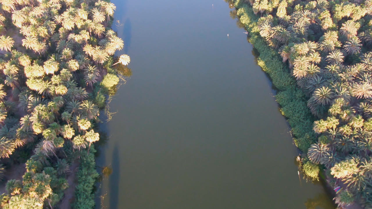 Overhead frame from San Ignacio, Baja California Sur, showing dense palms, green shoreline vegetation, and still muted water with no visible people.