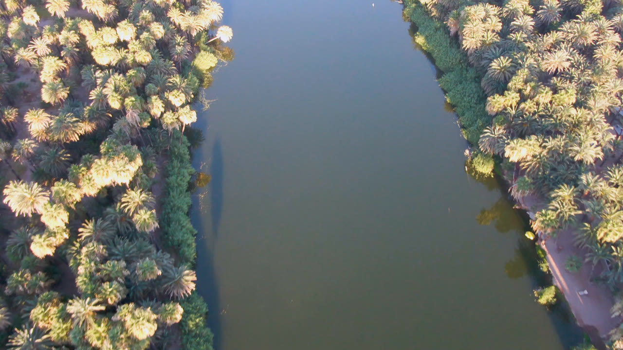 Top-down aerial frame of palm-covered shoreline beside green water in San Ignacio, Baja California Sur, with no visible people.