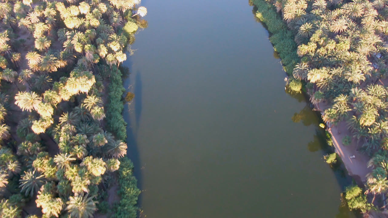 Aerial view of a dense palm stand and narrow shoreline angled across green water in San Ignacio, Baja California Sur, with no visible people.