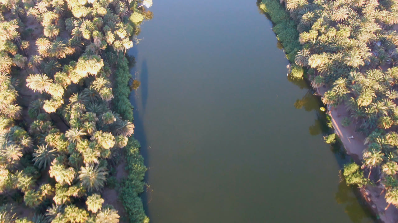 Open water beside a sunlit palm grove.