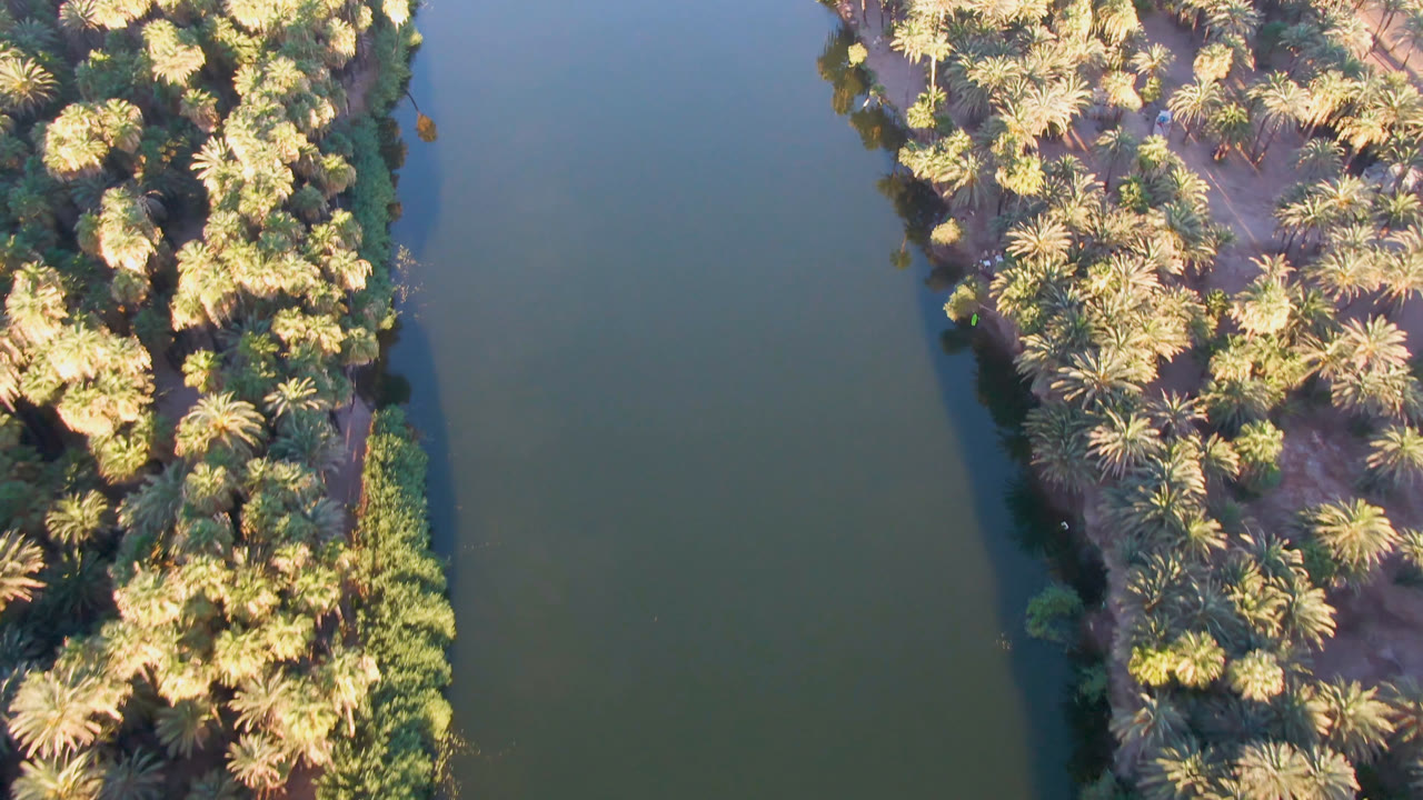 Overhead view of a palm grove next to still green water.
