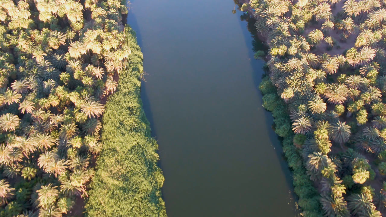 Downward aerial frame over San Ignacio, Baja California Sur, showing a palm grove, a narrow bright green shoreline edge, and dark water, with no visible people.