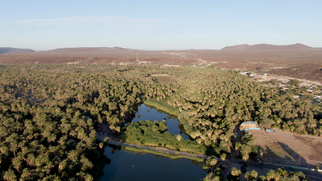 Wide aerial frame in San Ignacio, Baja California Sur, showing a curving water edge below the palm forest, pale desert slopes beyond the greenery, and no visible people.