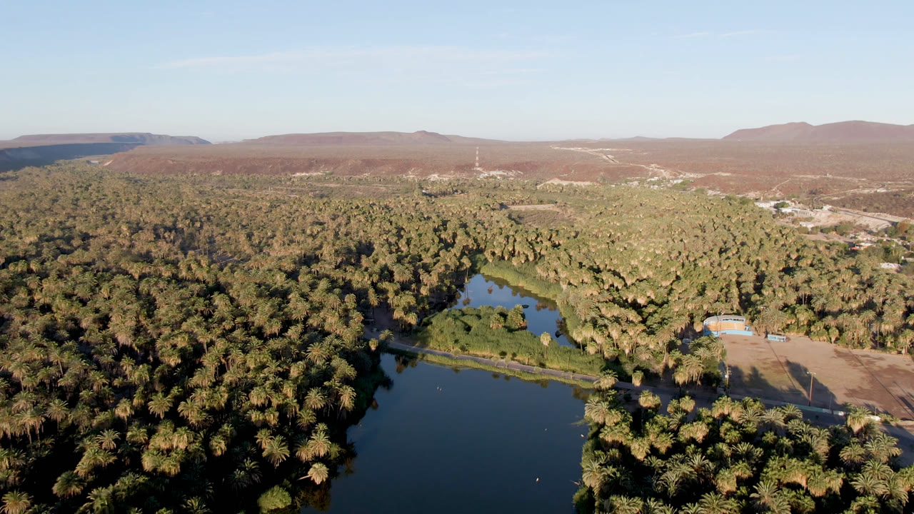 A wide aerial view in San Ignacio, Baja California Sur holds the river or lake at the bottom edge, a thick palm grove through the center, pale roads or clearings to the right, and no visible people.