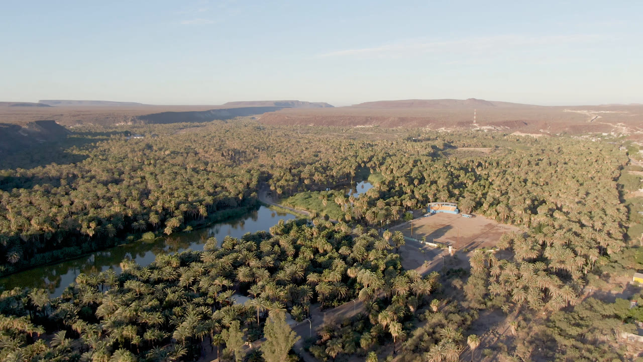 High aerial frame from San Ignacio, Baja California Sur with dense palms across the foreground, green river bends at left, a cleared area with a small structure, dry hills on the horizon, and no visible people.