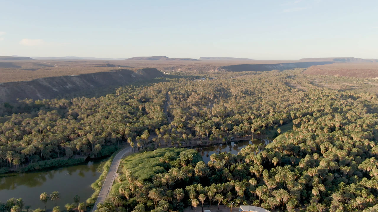 Second frame from the San Ignacio aerial view, showing the palm forest filling the foreground and midground, river water partly visible below, distant desert plateau, and no visible people.