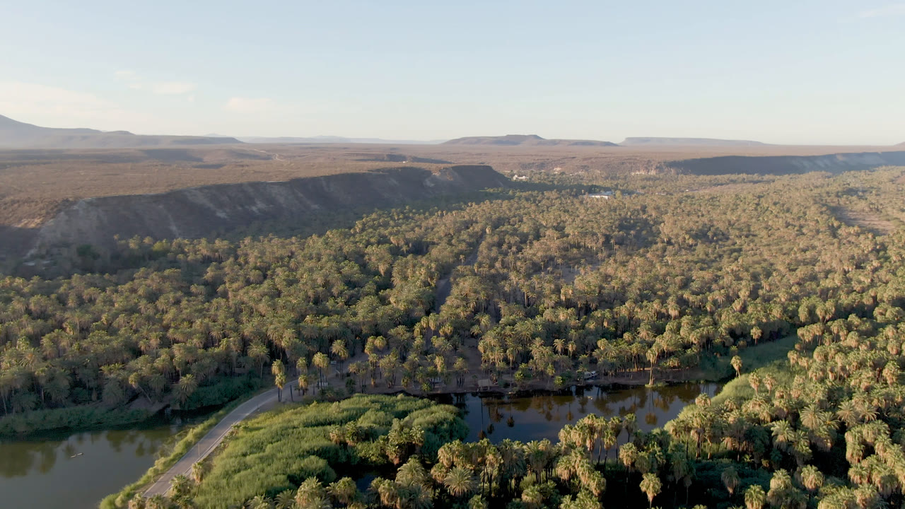 Aerial view in San Ignacio showing a wider spread of palm forest around the river, with tan ridges and flat desert land beyond the treeline and no visible people.