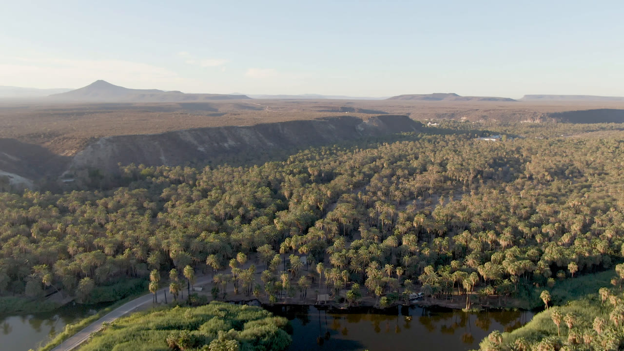 Wide aerial frame over San Ignacio, Baja California Sur, with dark water and a road at the bottom, dense palm canopy in the middle, arid cliffs behind it, distant hills under pale sky, and no visible people.