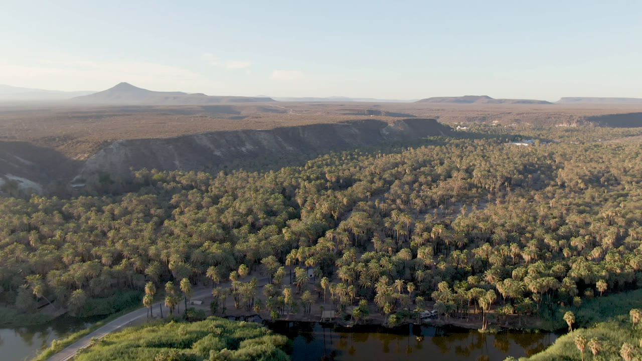 San Ignacio aerial frame with the palm canopy filling the lower half, a road and water partly visible at lower left, dry cliff faces across the middle distance, a pointed hill on the horizon, and no visible people.