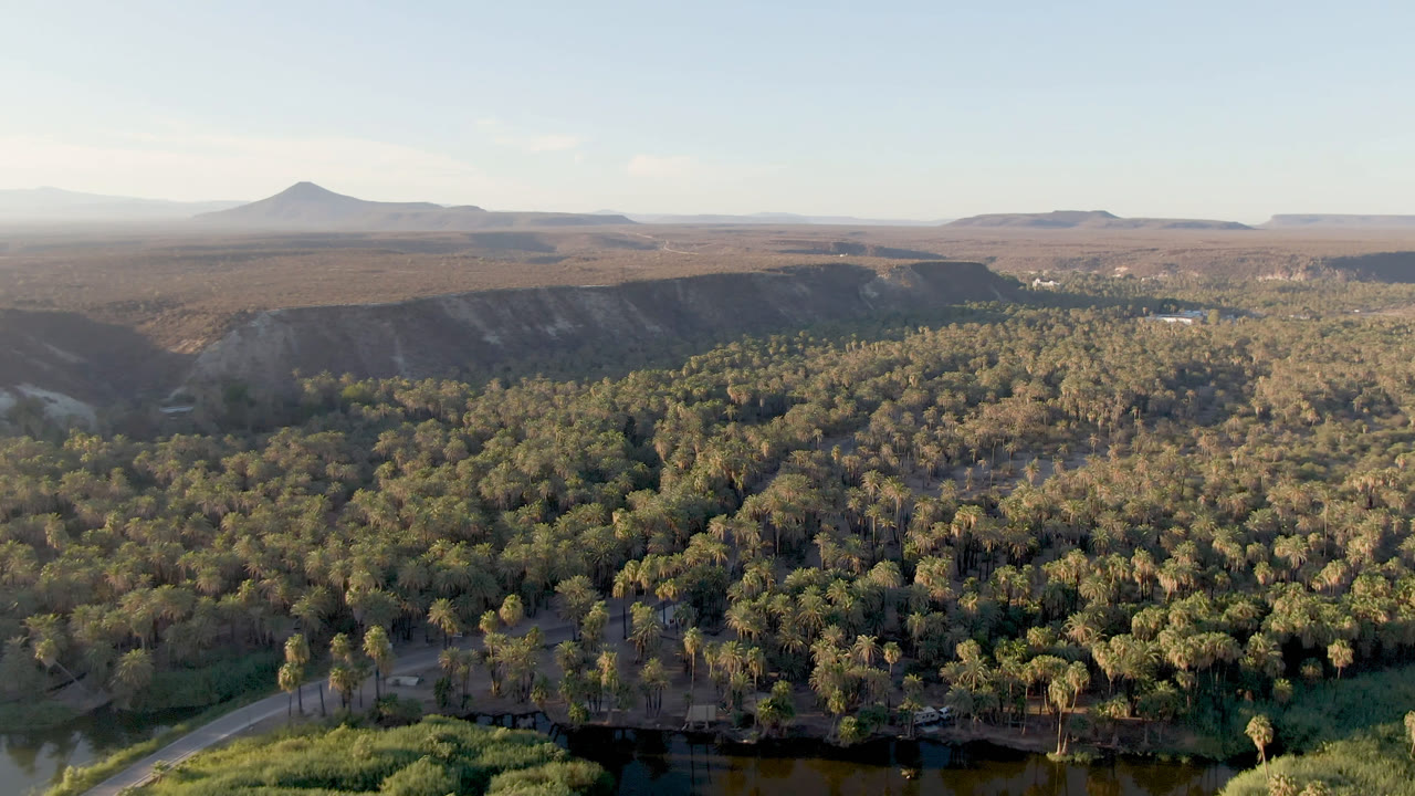 Drone-like aerial view of dense palms, road, water, cliffs, and open desert horizon.