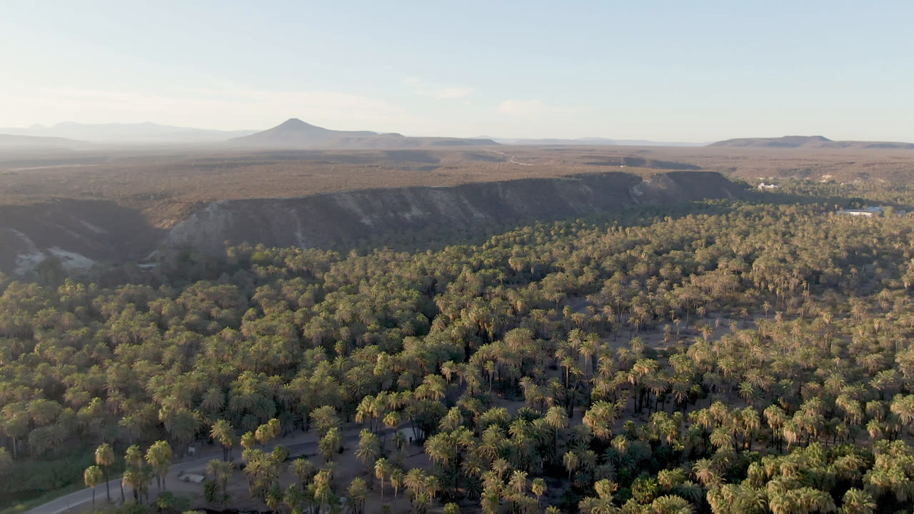 Aerial view in San Ignacio, Baja California Sur, Mexico, looking across a dense palm forest toward a dark ridge, distant desert flats, and a pointed mountain on the horizon with no visible people.