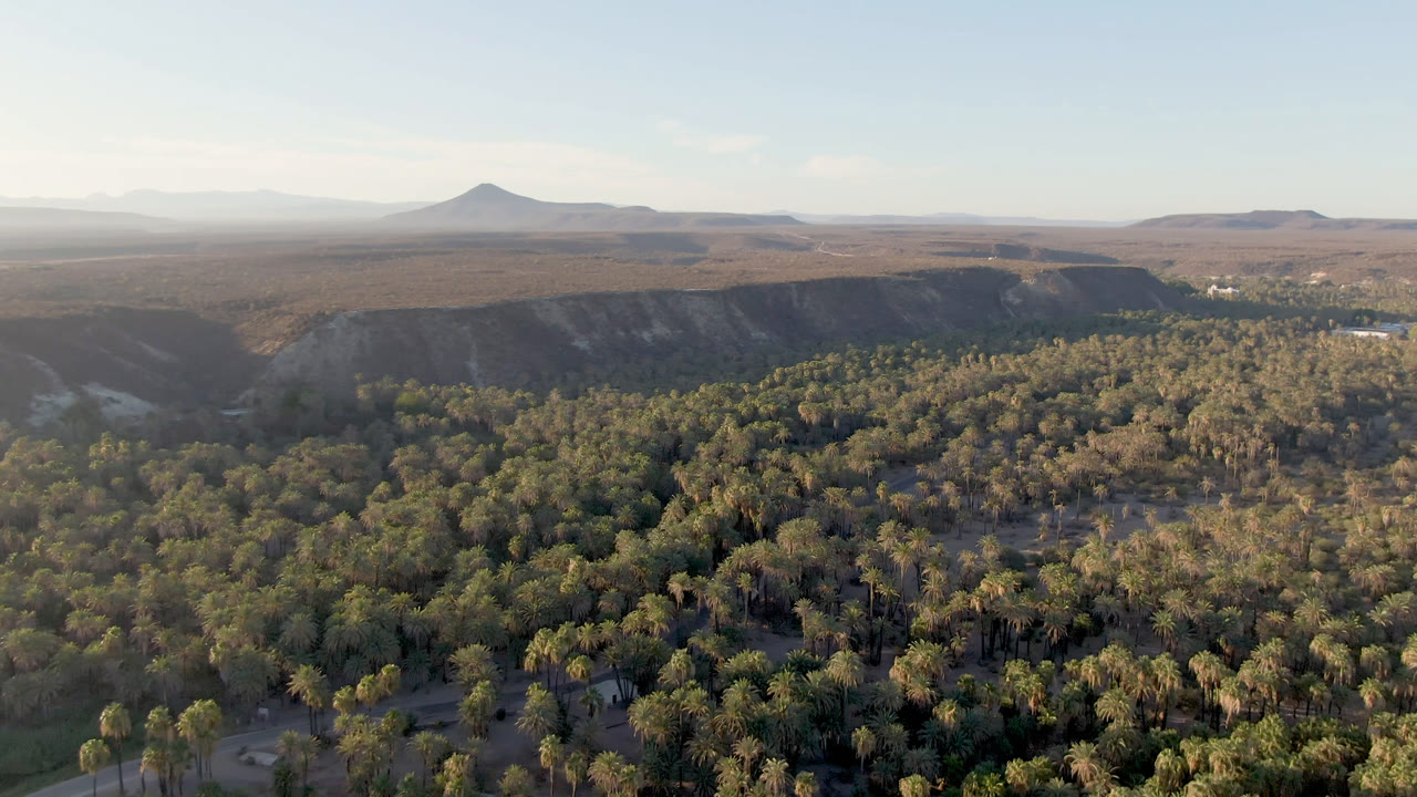 Wide aerial frame in San Ignacio, Baja California Sur, Mexico, with sunlit palms across the lower half, a long shadowed ridge behind them, and a pointed mountain farther back with no visible people.