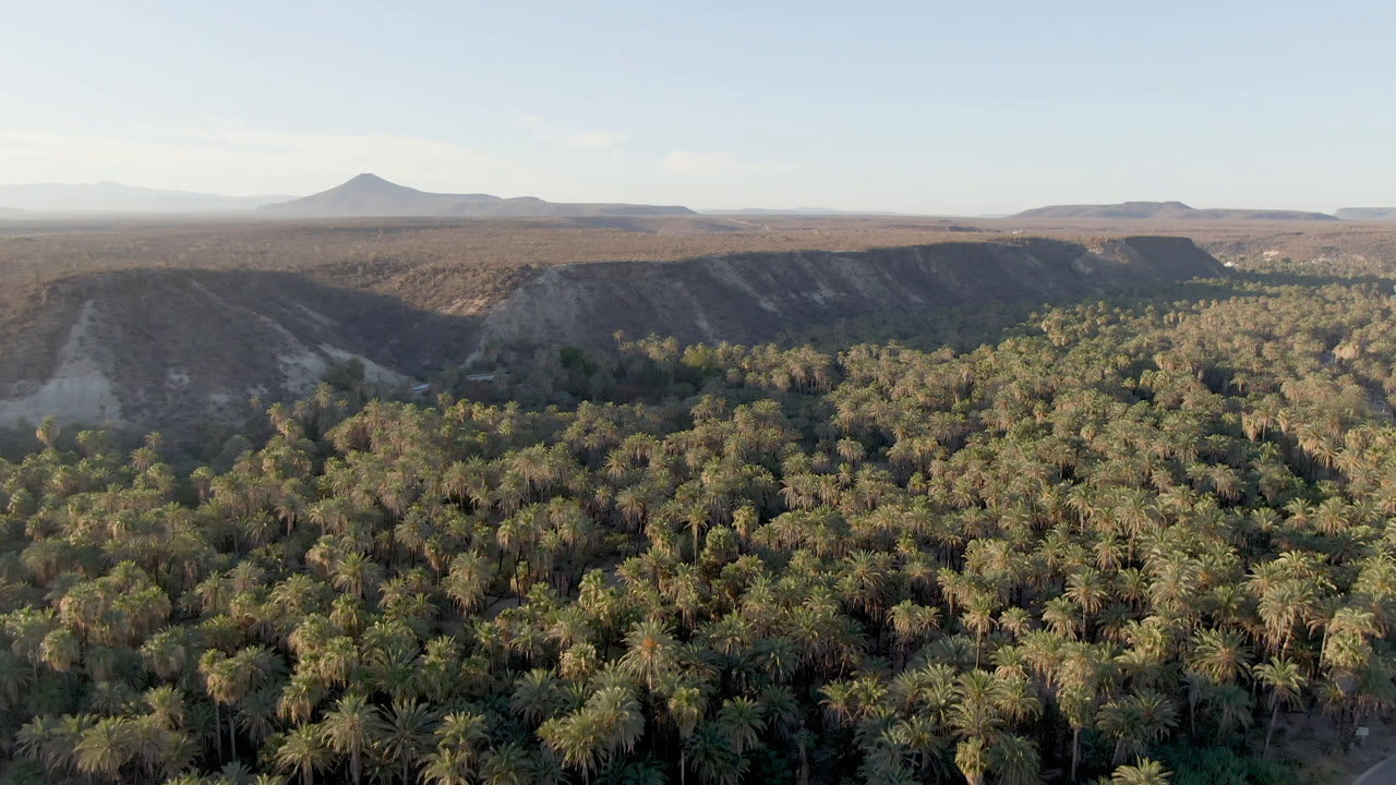 Elevated view in San Ignacio, Baja California Sur showing dense palms across the lower frame, pale desert slopes in the midground, distant hills, and no visible people.