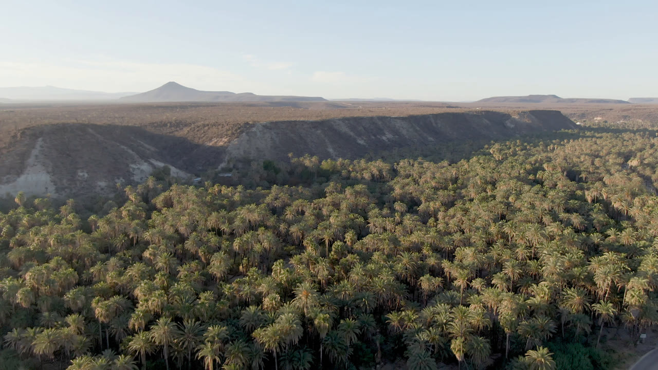Broad aerial landscape with palm forest, desert ridge, and open sky.