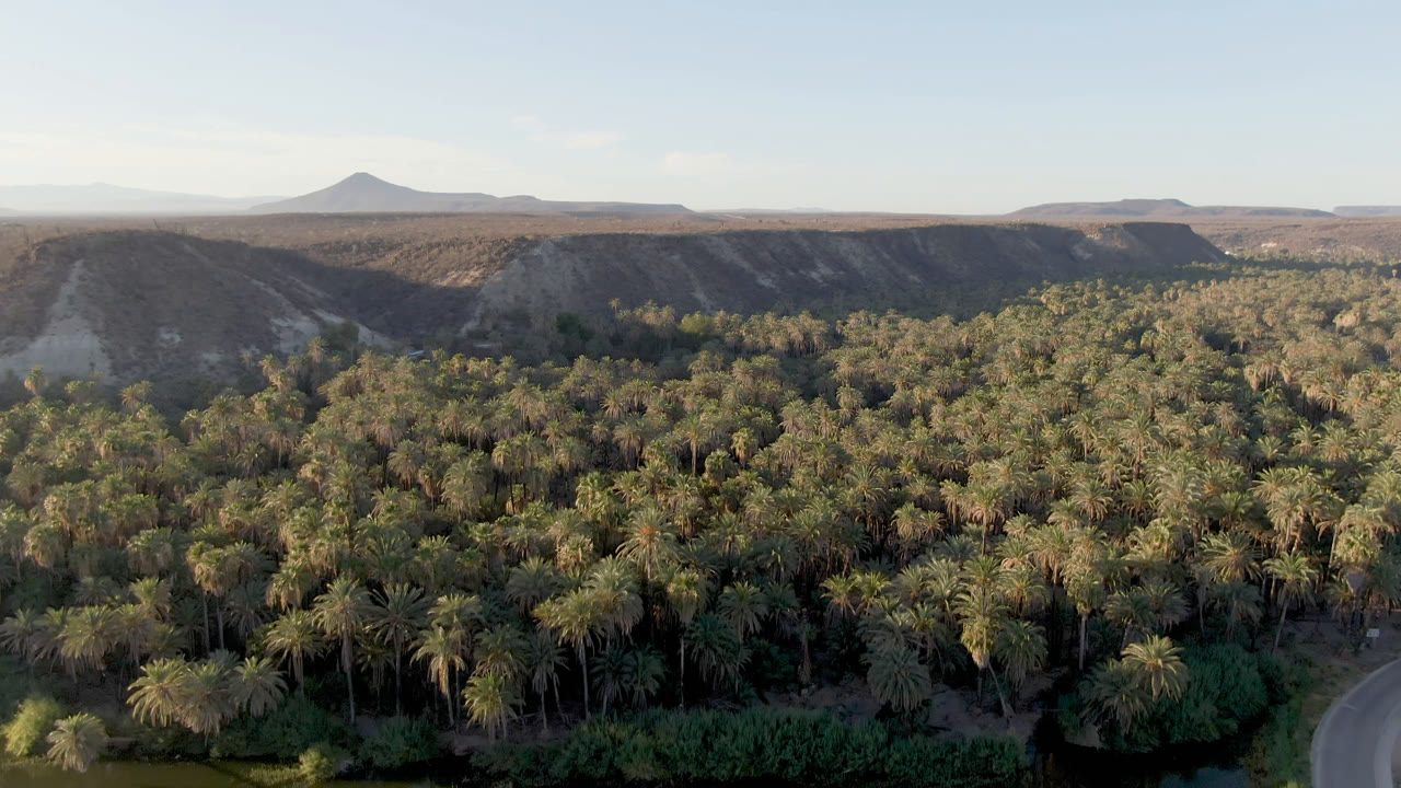 Opening aerial view over San Ignacio, Baja California Sur, with a dense palm grove below, water at the bottom edge, desert mesas across the horizon, and no visible people.