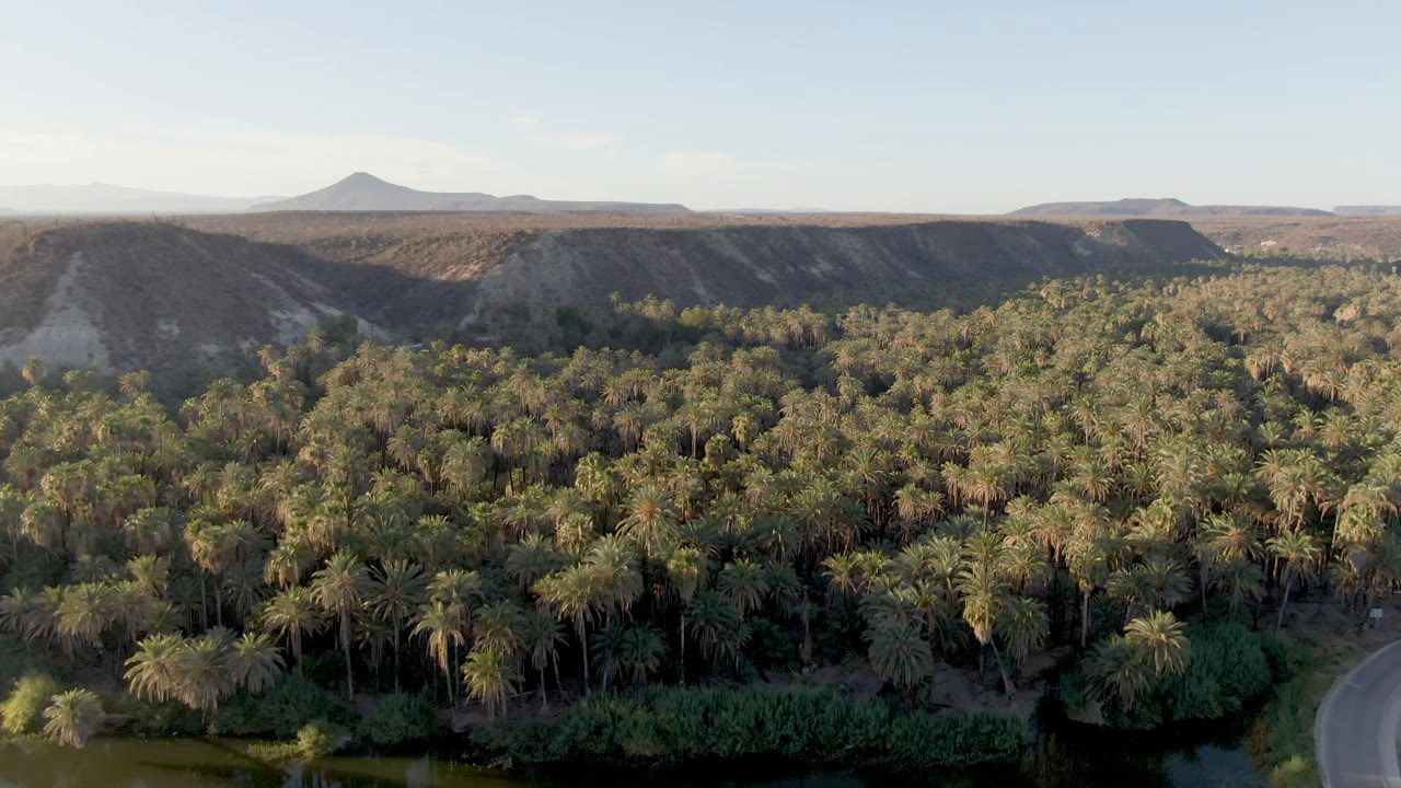 Aerial frame in San Ignacio, Baja California Sur, showing the curved paved road more clearly at the lower right, green-brown water below the palms, arid ridges beyond, and no visible people.